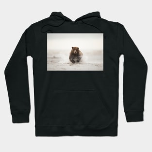 Brown bear, Alaska, USA (C020/0638) Hoodie